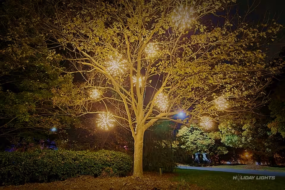 Trees holiday lights installation in Rhode Island